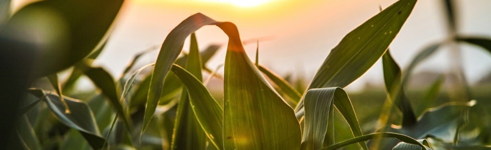 Corn 407106 1920